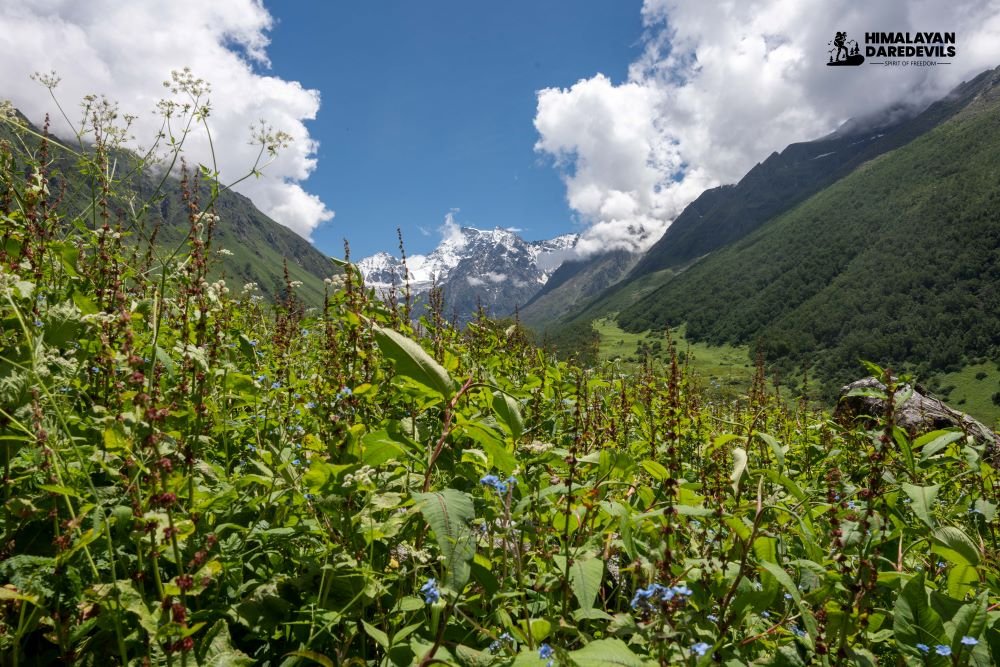 Phulara Ridge Trekking